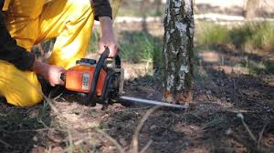 Trusted Mexico Beach, FL Tree Services Experts